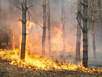 Banner 16 Forest Fire