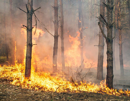 Banner 16 Forest Fire