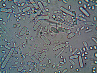 sessio bacteri min