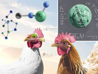 Firefly gallinas matematicas co